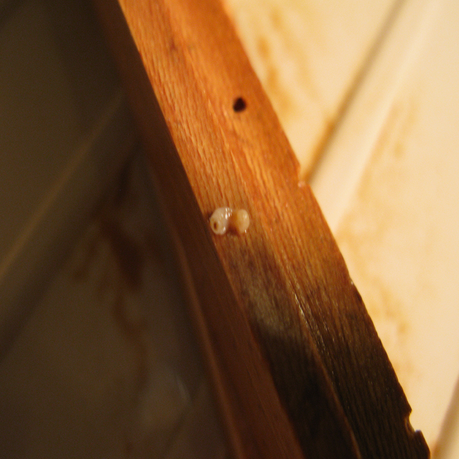 Before image