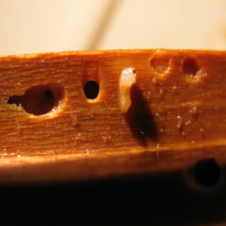 After image