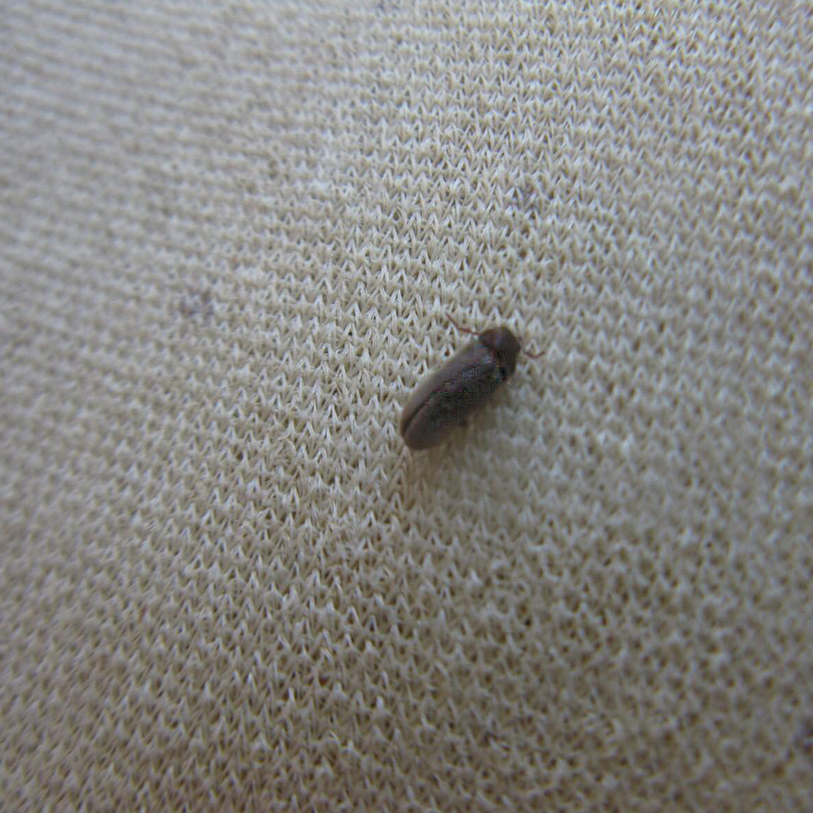 Before image